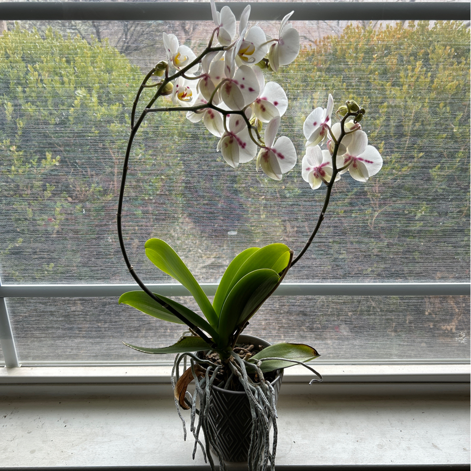 Brilliant blooms!